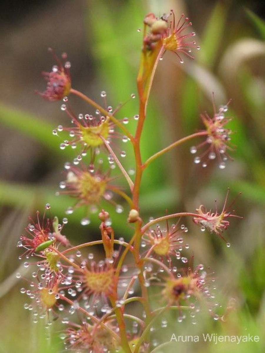 Drosera lunata Buch.-Ham. ex DC.